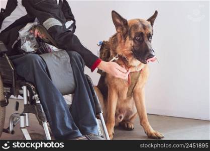 Shepherd, service dog with the owner the invalid wheelchair user