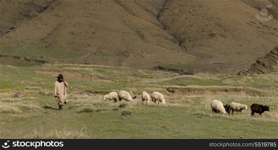 Shepherd with flock of sheep grazing in a valley, Atlas Mountains, Morocco