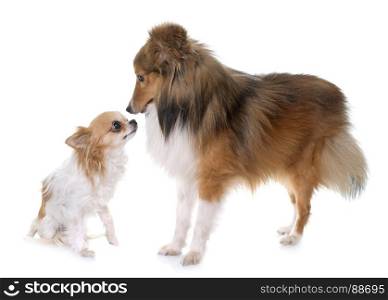 shetland dog and chihuahua in front of white backrgound
