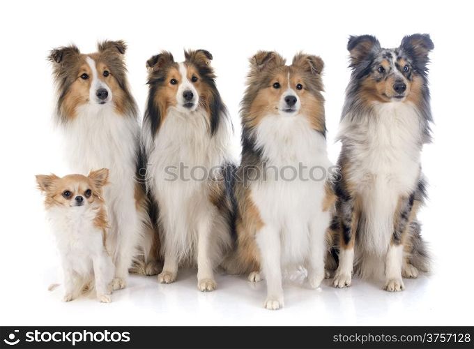 shetland dogs and chihuahua in front of white background
