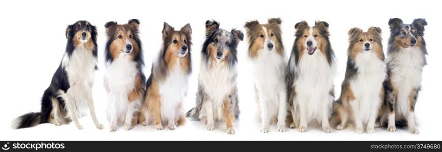 shetland dogs in front of white background