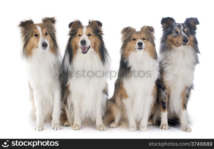 shetland dogs in front of white background