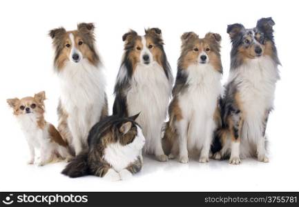 shetland dogs, maine coon cat and chihuahua in front of white background