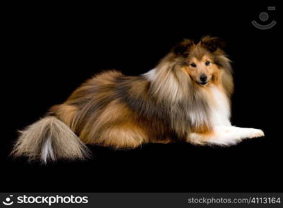 shetland sheepdog