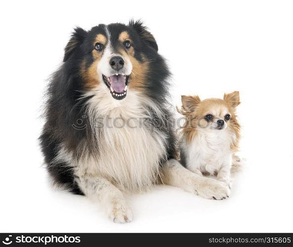 Shetland Sheepdog and chihuahua in front of white background