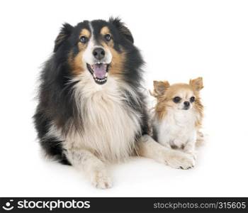 Shetland Sheepdog and chihuahua in front of white background