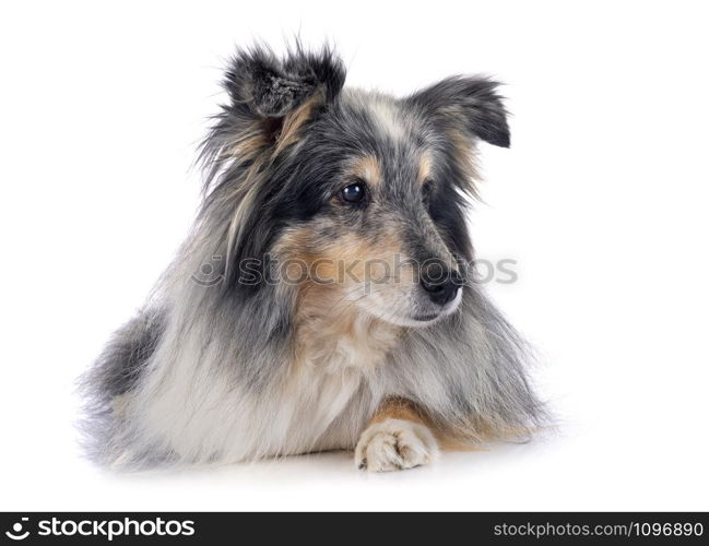 Shetland Sheepdog in front of white background