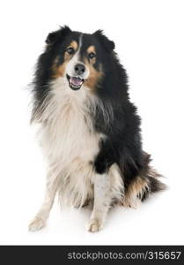 Shetland Sheepdog in front of white background