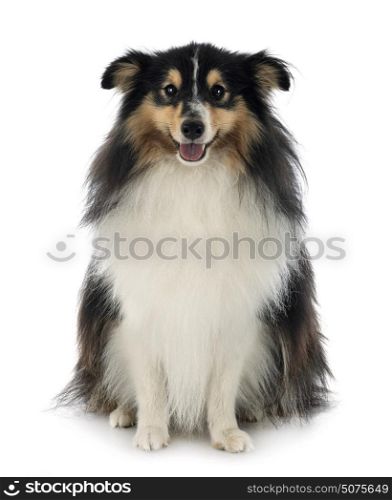 shetland sheepdog in front of white background
