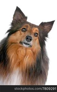 Shetland Sheepdog ,sheltie. Shetland Sheepdog, sheltie, isolated on a white background