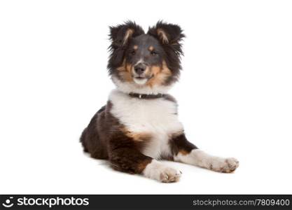 shetland sheepdog. shetland sheepdog in front of a white background