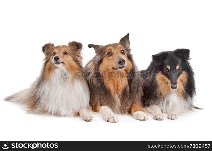 Shetland Sheepdogs. three Shetland Sheepdogs in front of a white background