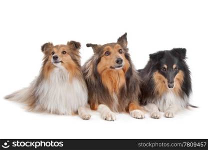Shetland Sheepdogs. three Shetland Sheepdogs in front of a white background