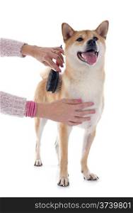 shiba inu and grooming in front of white background