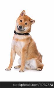 Shiba Inu dog. Shina Inu in front of a white background