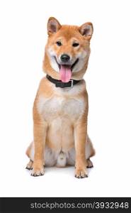 Shiba Inu dog. Shina Inu in front of a white background