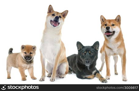 shiba inu family in front of white background