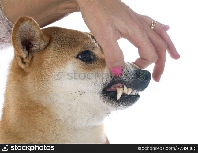 shiba inu showing teeth in front of white background