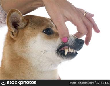shiba inu showing teeth in front of white background