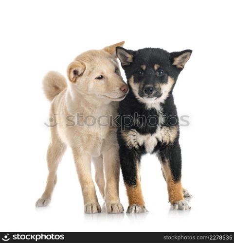 shiba inus in front of white background
