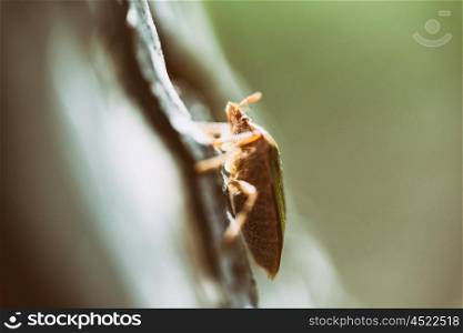 Shield Bug On A Tree Macro