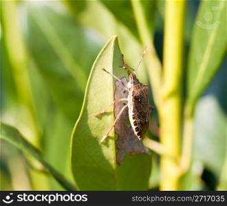 Shield bug on the leaf of a bush