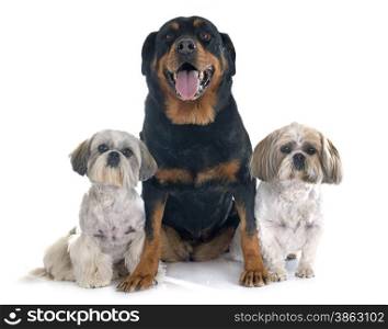 Shih Tzu and rottweiler in front of white background