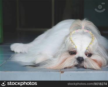 Shih Tzu dog looks sad, waiting for his owner back home. His face is strained with worry.