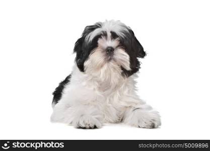 Shih Tzu dog. Shih Tzu dog in front of a white background