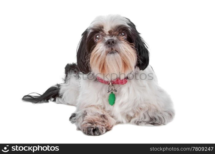 Shih Tzu dog. Shih Tzu dog looking at camera, lying dog isolated on a white background