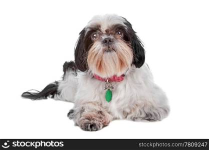 Shih Tzu dog. Shih Tzu dog looking at camera, lying dog isolated on a white background