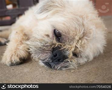 Shih Tzu dog sleep on the floor