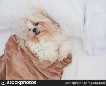 Shih tzu dog sleep warming under the blanket on pillow in the bed.