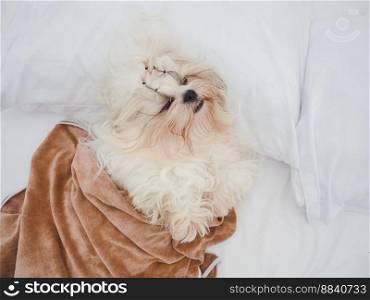 Shih tzu dog sleep warming under the blanket on pillow in the bed.