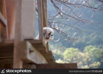 Shih-tzu dog standing on the balcony of the house and looked at the mountain.