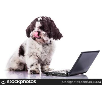 Shih tzu dog with laptop.