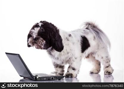 Shih tzu dog with laptop.