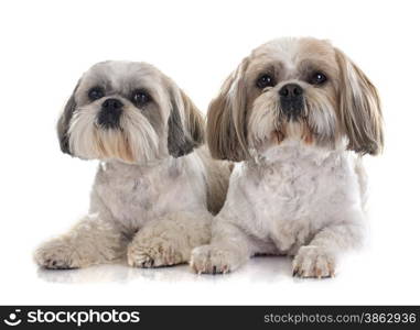 Shih Tzu in front of white background