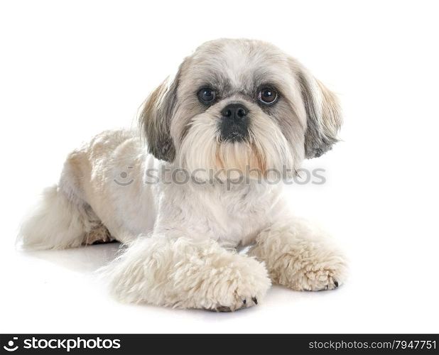 Shih Tzu in front of white background