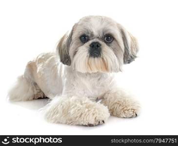 Shih Tzu in front of white background
