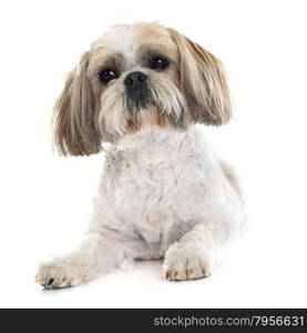 Shih Tzu in front of white background