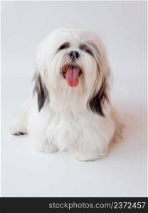 Shih Tzu puppy dog on white background