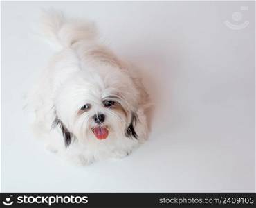 Shih Tzu puppy dog on white background. Top view