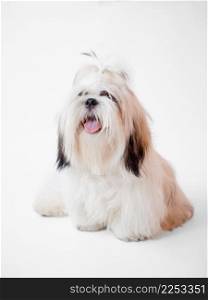 Shih Tzu puppy dog sitting on white background