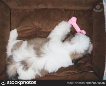 Shih tzu puppy playing a pink toy.