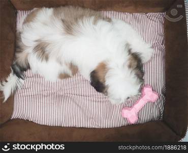 Shih tzu puppy playing a pink toy.
