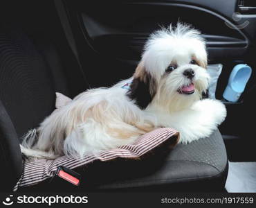 Shih Tzu puppy sitting in car on the seat. Travel dog concept.