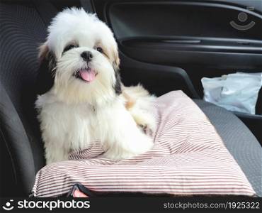 Shih Tzu puppy sitting in car on the seat. Travel dog concept.