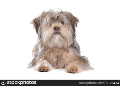 Shih Tzu. Shih Tzu dog in front of a white background