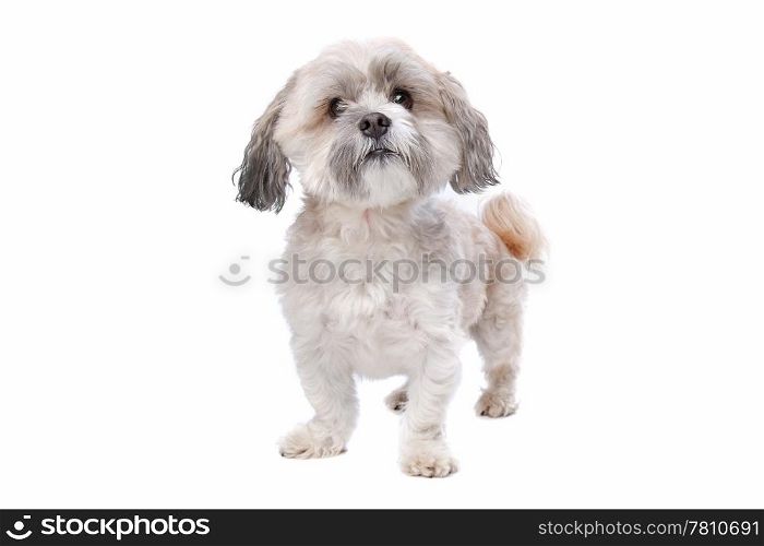 shih tzu. shih tzu dog in front of a white background